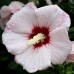 Гибискус сирийский Матильда (Hibiscus syriacus Mathilde)